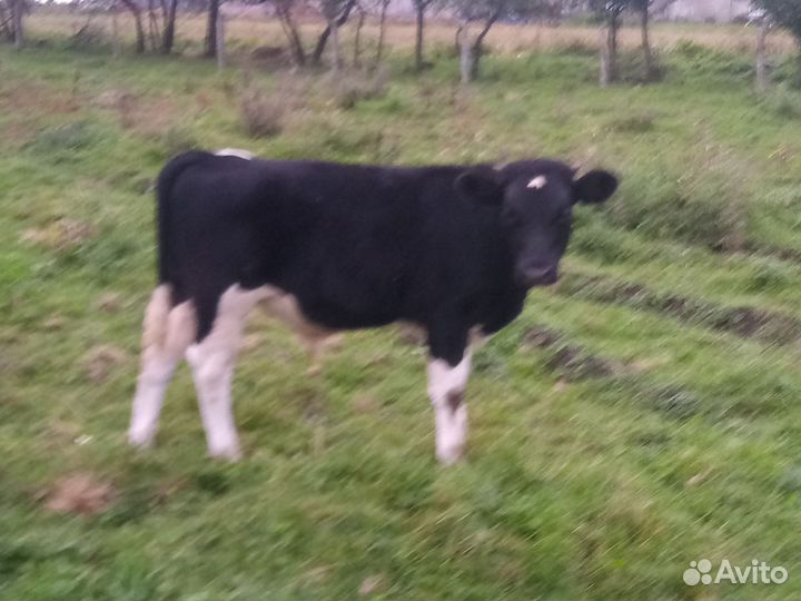 Бычок и телочки