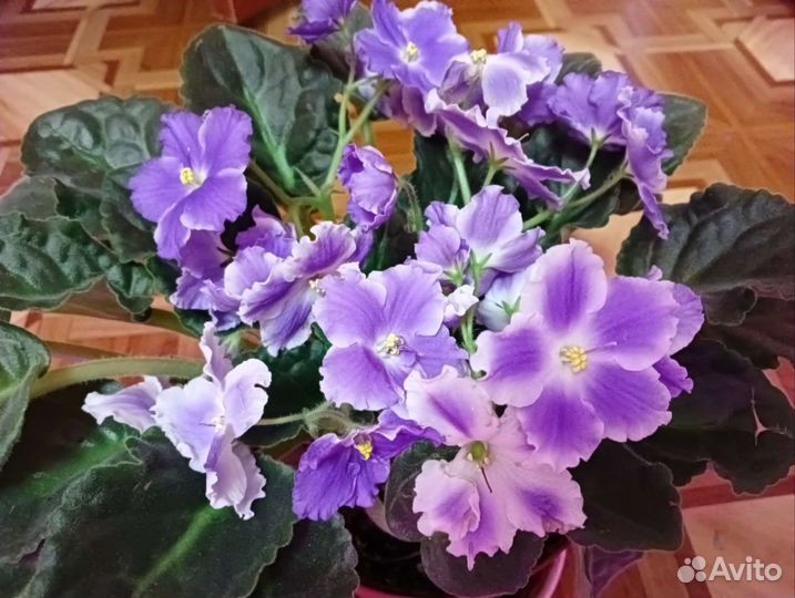 Фиалка, диффенбахия, аспарагус