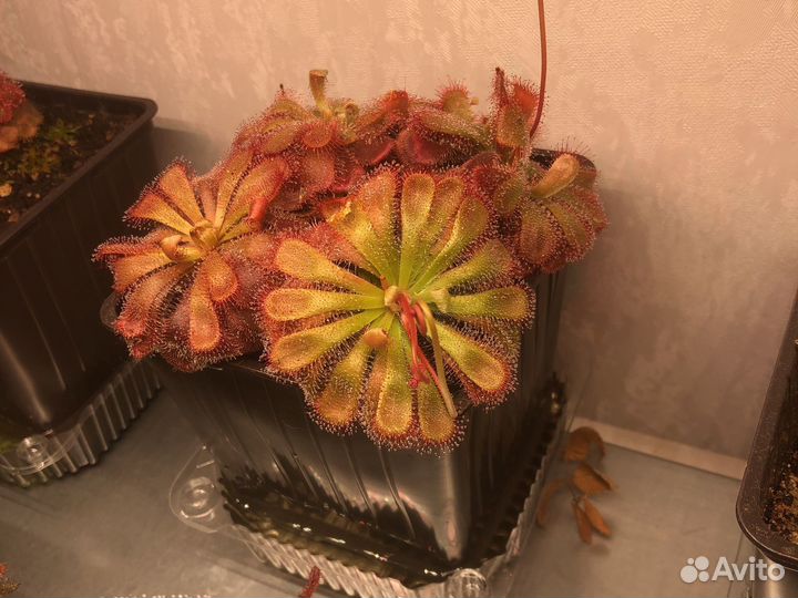 Росянка Алисия