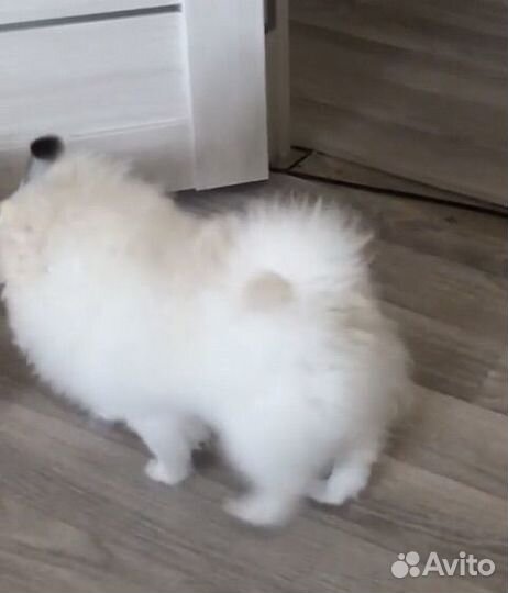 Померанский шпиц мини мальчик