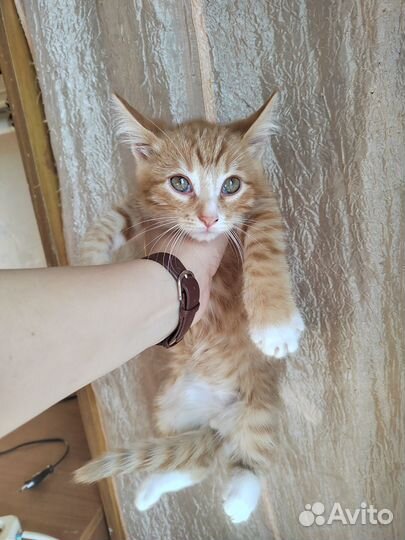 Кошка в дар