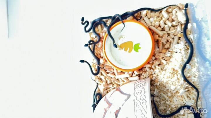 Ужи домашнего разведения