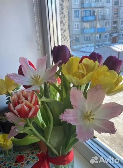 Тюльпаны высокие