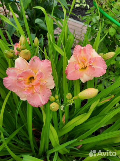 Лилейники сортовые