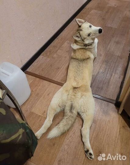 Отдам собаку в добрые руки