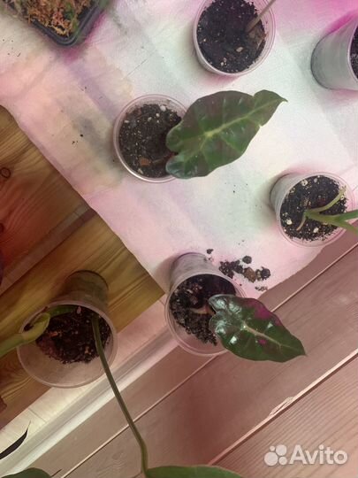 Алоказия полли