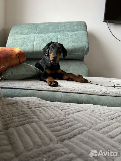 Щенок доберман