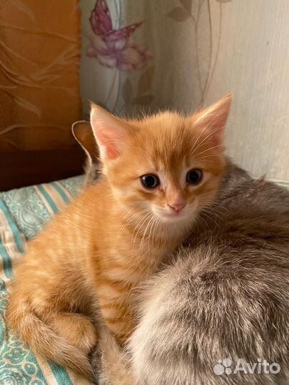 Рыжий котенок