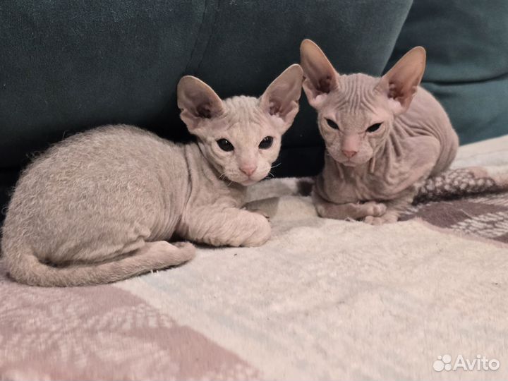 Донской сфинкс котята