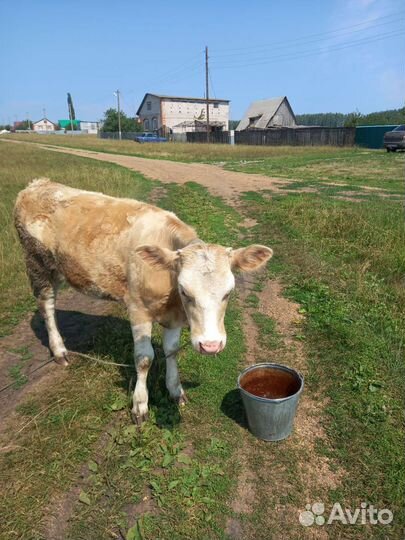 Теленок телка