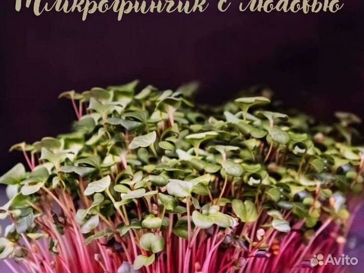 Микрозелень