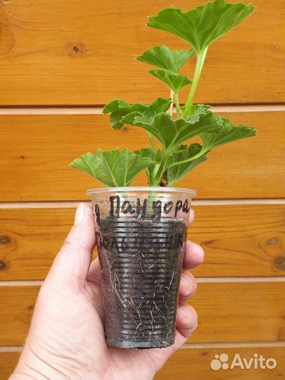 Герань пеларгония