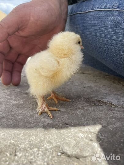 Брама колумбийская