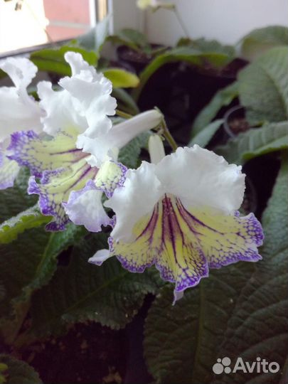 Стрептокарпусы. Комнатные цветы