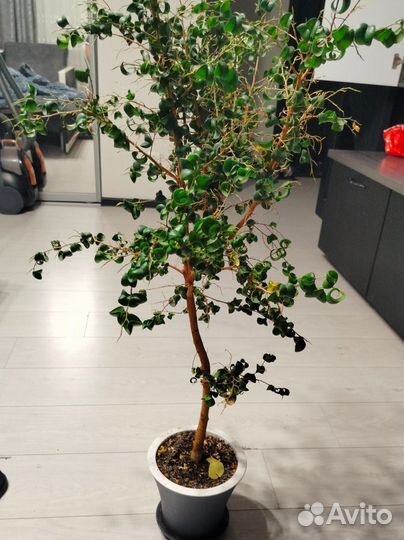 Фикус Барок