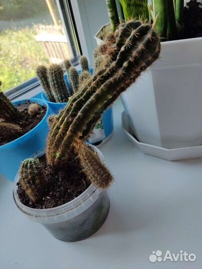 Комнатные цветы шефлера фикус кактус щучий хвост