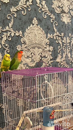 Продаю попугайчиков, Неразлучника и волнистого