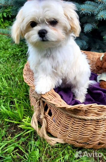 Щенки мальтипу f1 mini