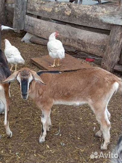 Коза дойная молочная