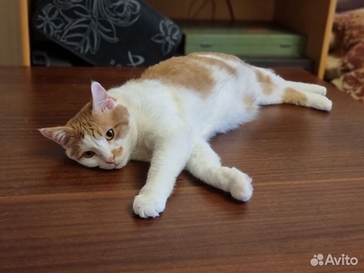 Котик с сердечком у носика