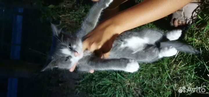 Продаю котёнка