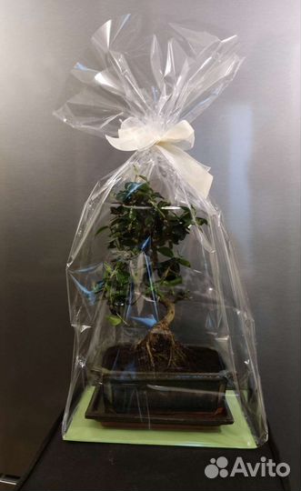 Бонсай кармона