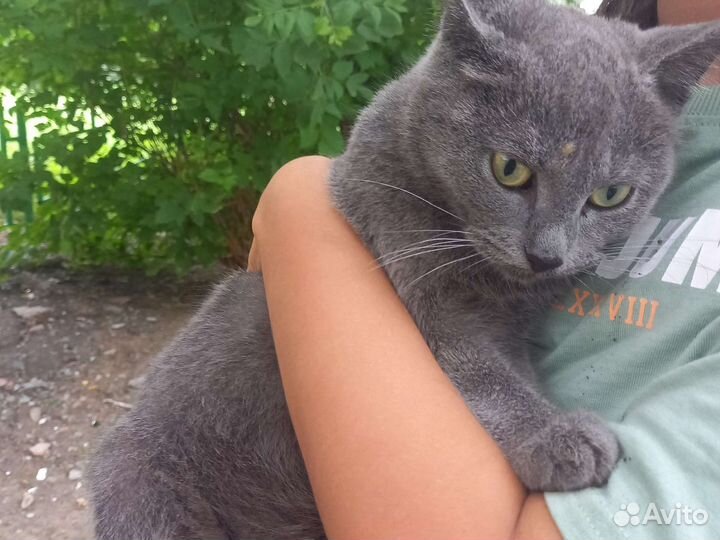 Бездомные кошки