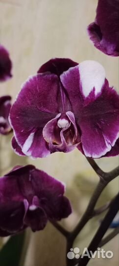 Орхидея фаленопсис Каменная роза
