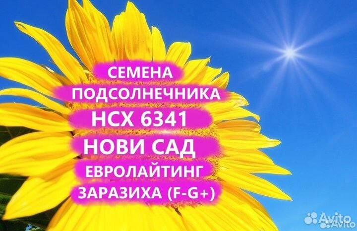 Семена подсолнечника нсх 6341 Гибрид нс, Самара