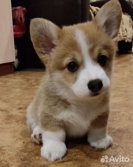 Вельш-корги пемброк- мальчик
