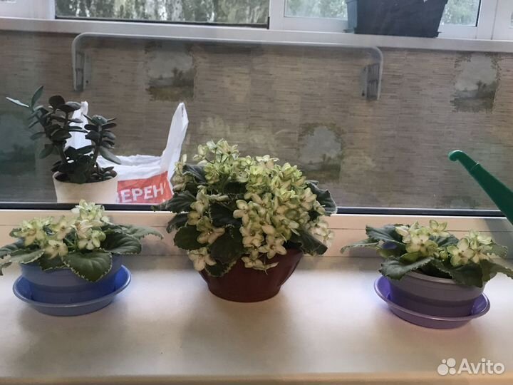 Фиалка Frozen in Time