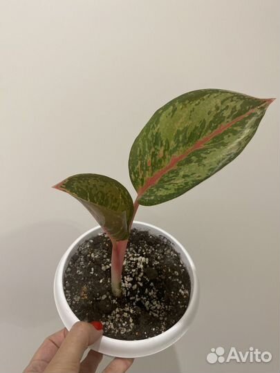 Аглаонема Ред Нерф (Суприм)