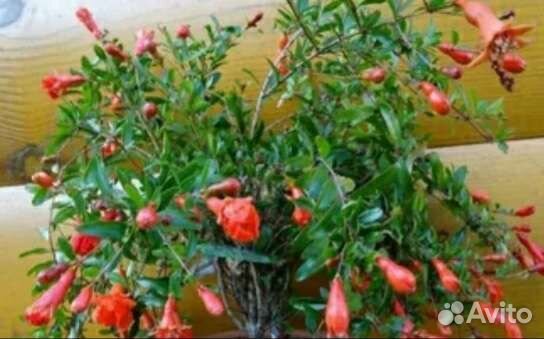 Рука Будды или цитрон,гранат,кротон,авокадо,финик