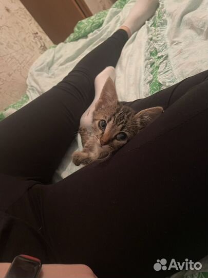 Котята бобтейл