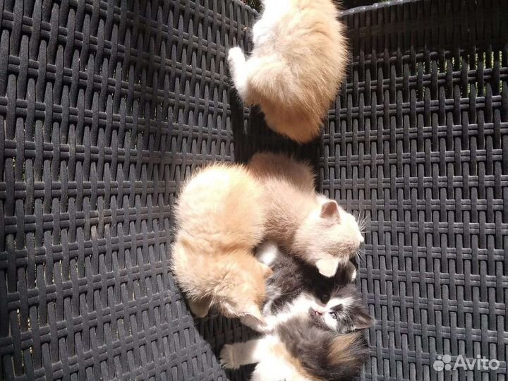 Отдам 3 котят бесплатно в добрые руки