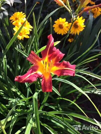 Цветы для сада (многолетники)