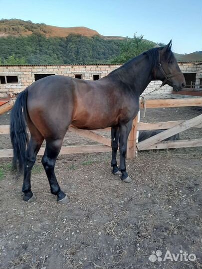 Жеребец самоход