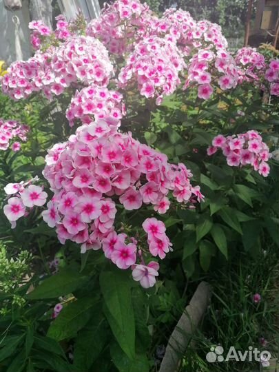 Флокс метельчатый