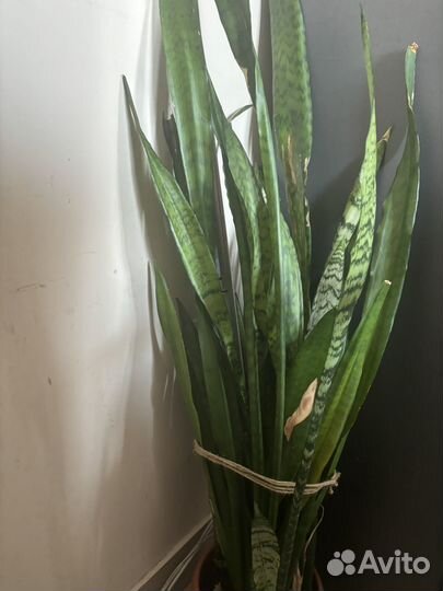 Сансевиерия