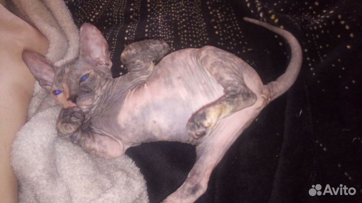 Донской сфинкс котята