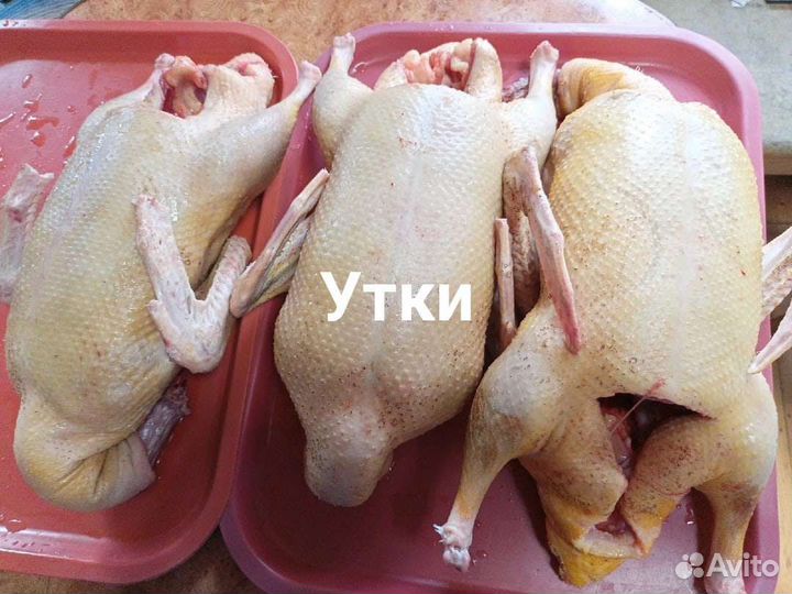 Мясо домашнего бройлера, мулард, гуся, курицы,утки