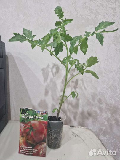 Рассада помидор