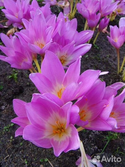 Безвременник