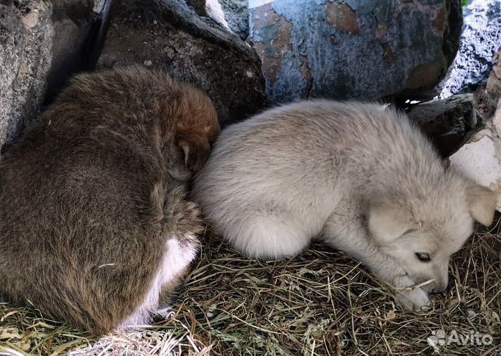 Щенки в дар