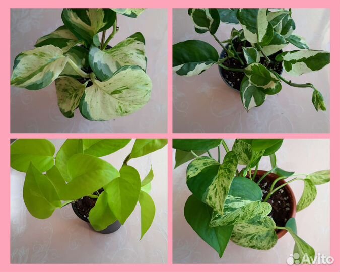 Эпипремнум (сциндапсус)