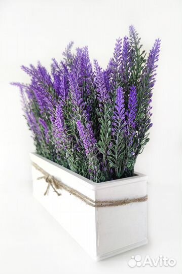 Лаванда в кашпо