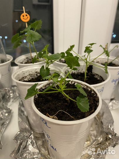 Кампанула невеста махровая