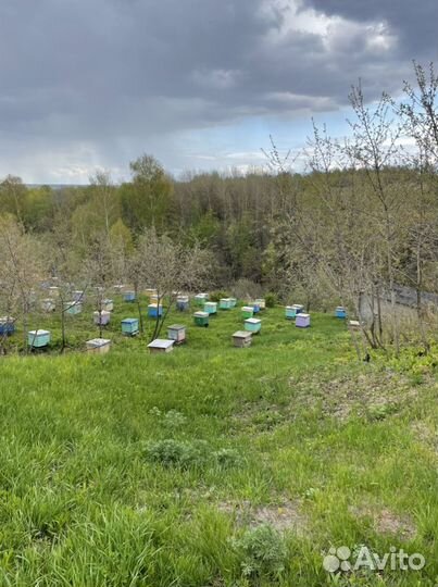 Продам пчелосемьи