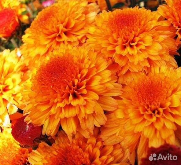 Хризантемы корейские и мультифлоры