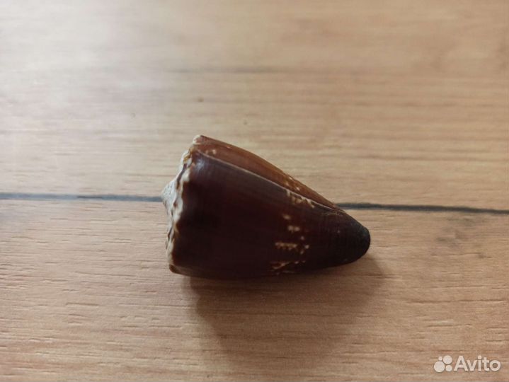 Морская раковина